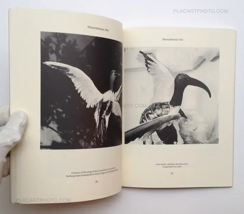 Dr. Ameisenhaufen's Fauna