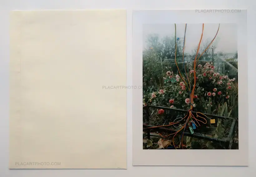Hackney Flowers (LTD & SIGNED WITH PRINT)