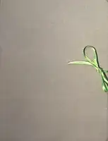 Anonymous Origami (LTD & SIGNED)