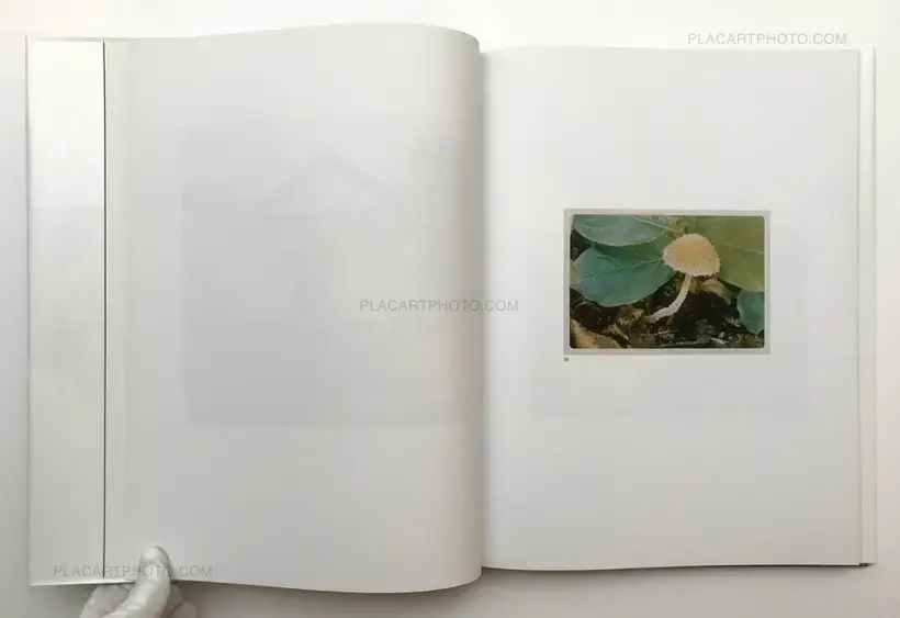 The Mushroom Collector