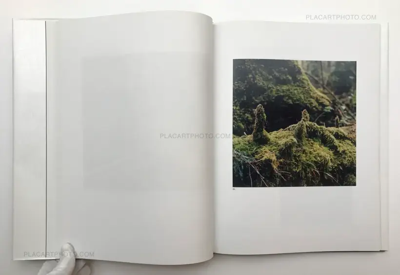 The Mushroom Collector