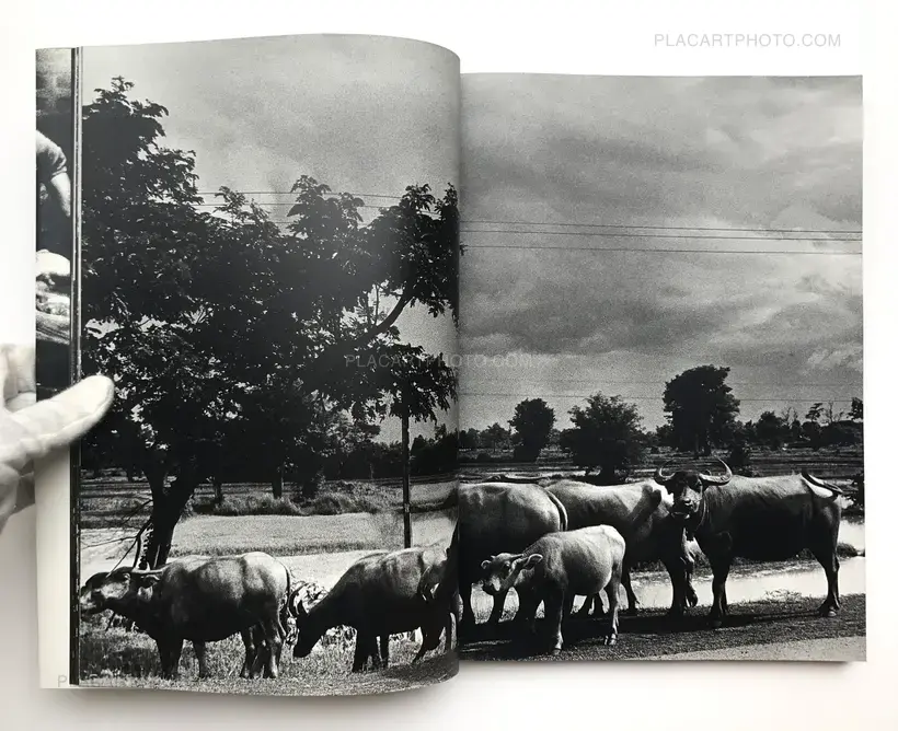 The Tropics (SIGNED)