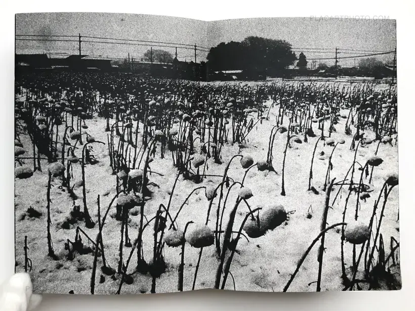 Scoffing pig (LESS THAN 100 COPIES)