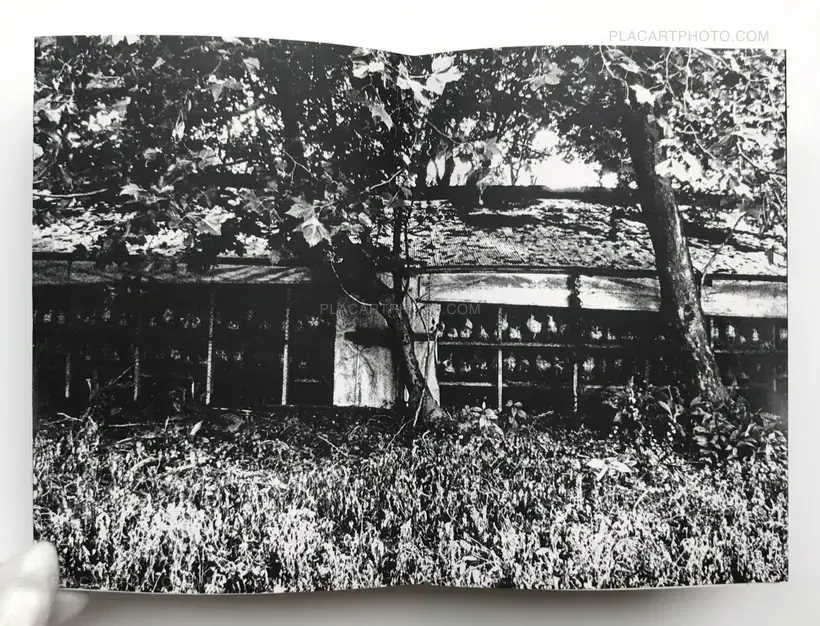 Scoffing pig (LESS THAN 100 COPIES)