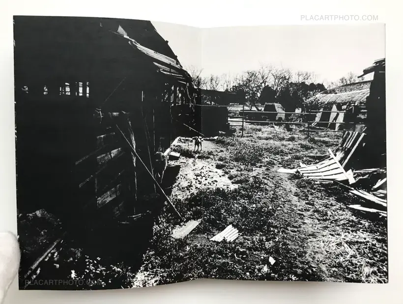 Scoffing pig (LESS THAN 100 COPIES)