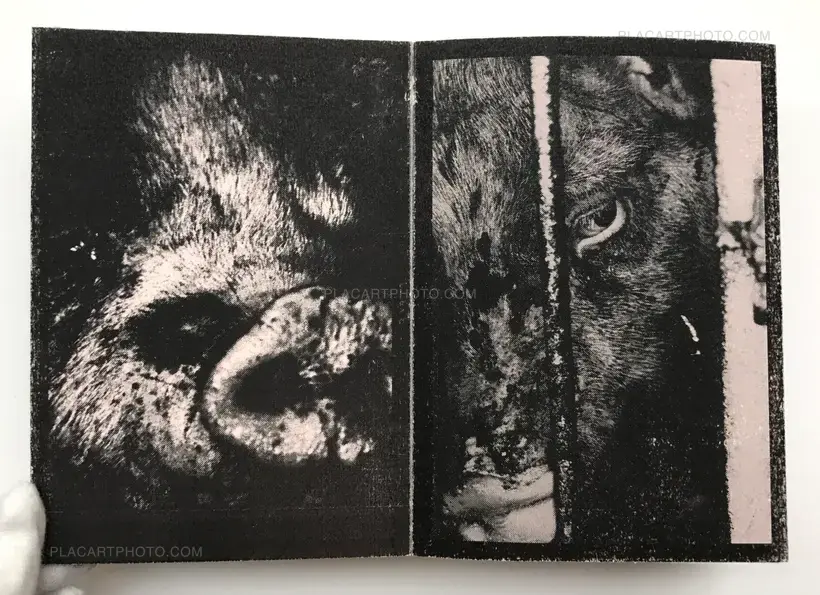 Scoffing pig (LESS THAN 100 COPIES)