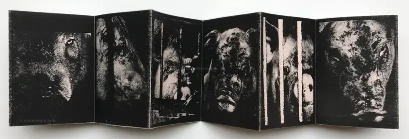 Scoffing pig (LESS THAN 100 COPIES)