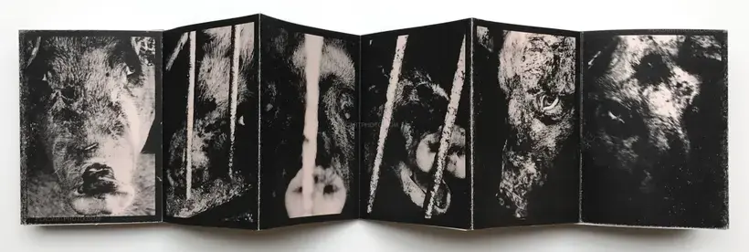 Scoffing pig (LESS THAN 100 COPIES)