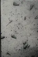 Tomorrow never knows (SIGNED - ONLY 100 COPIES)