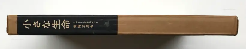 PHOTOGRAPHIC DOCUMENT THE TINIEST LIFE