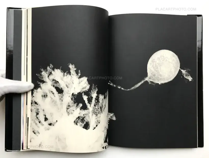 PHOTOGRAPHIC DOCUMENT THE TINIEST LIFE