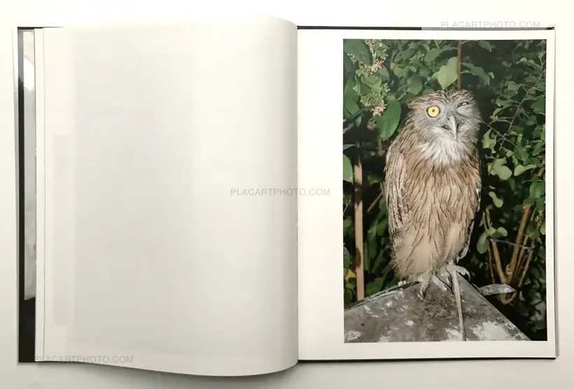 CHARLIE SURFS ON LOTUS FLOWERS