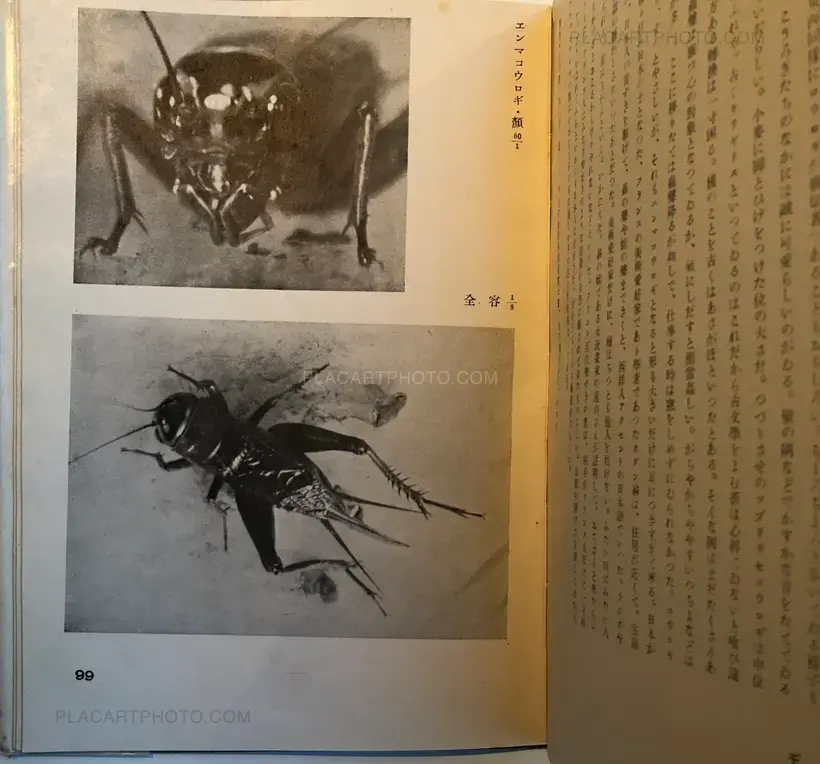 Hakubutsushi: Zuihitsu, Shashin