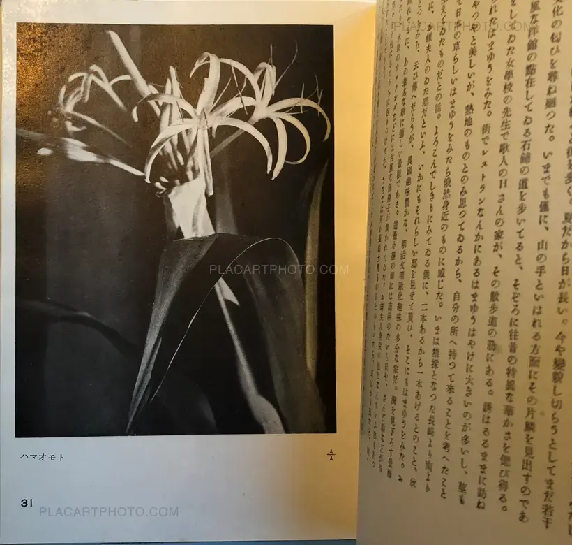 Hakubutsushi: Zuihitsu, Shashin