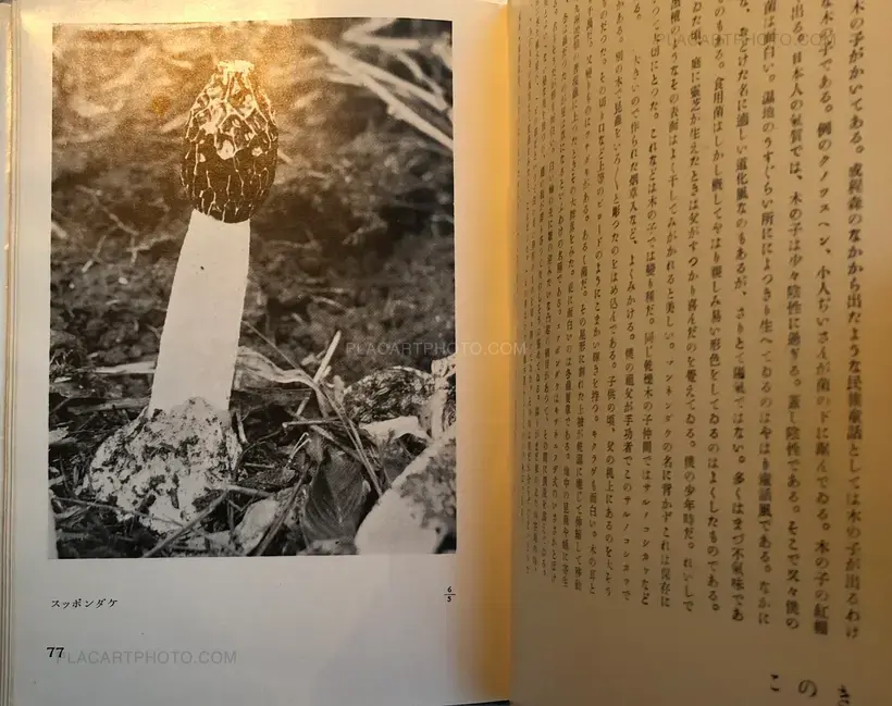 Hakubutsushi: Zuihitsu, Shashin