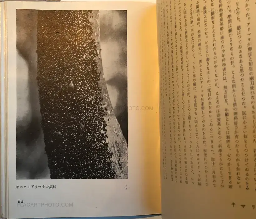 Hakubutsushi: Zuihitsu, Shashin