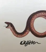 OYSTER (SIGNED)