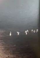 Someone Else's Holiday