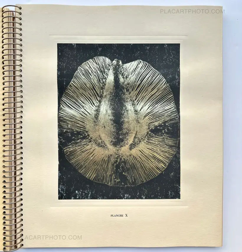 MICROGRAPHIE DÉCORATIVE