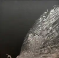 and, do you still hear the peacocks?