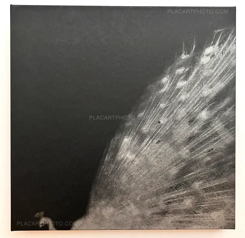 and, do you still hear the peacocks?