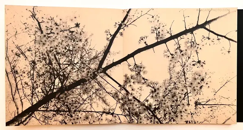 and, do you still hear the peacocks?