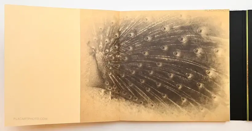 and, do you still hear the peacocks?