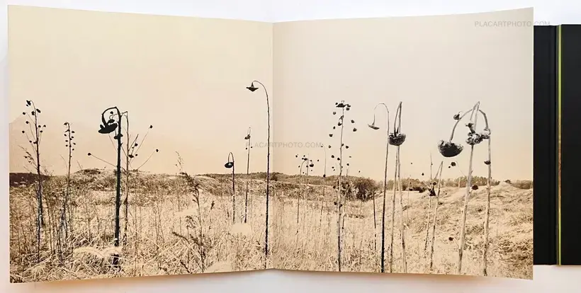 and, do you still hear the peacocks?