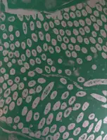 FASTIDIOSA (SIGNED BY BOTH)