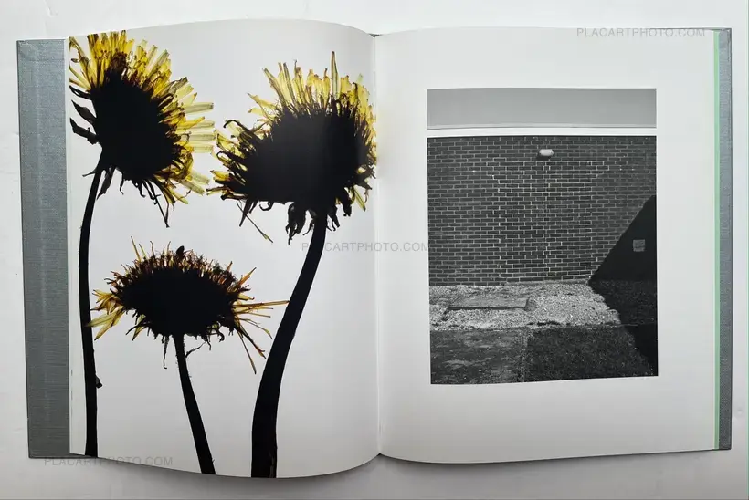 My Shadow's Reflection