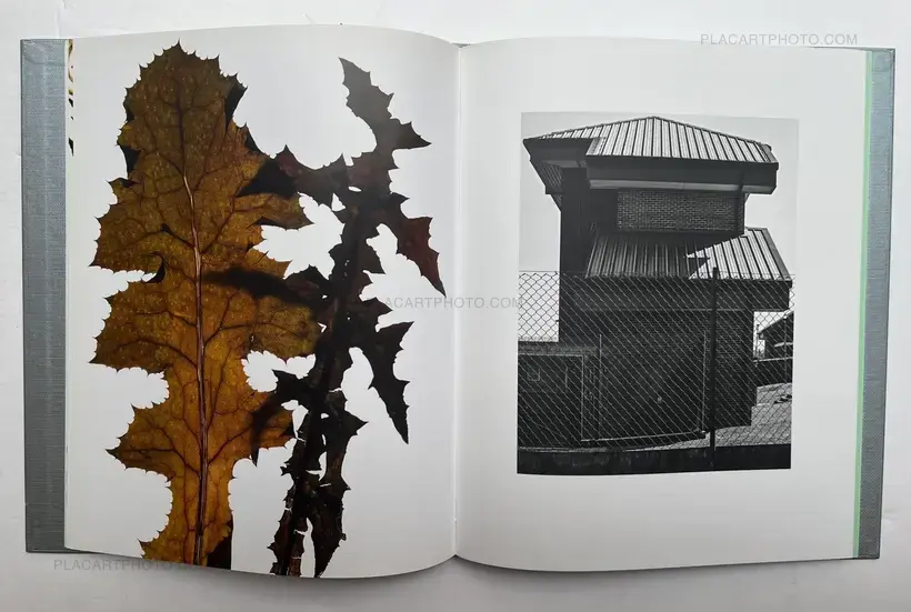 My Shadow's Reflection