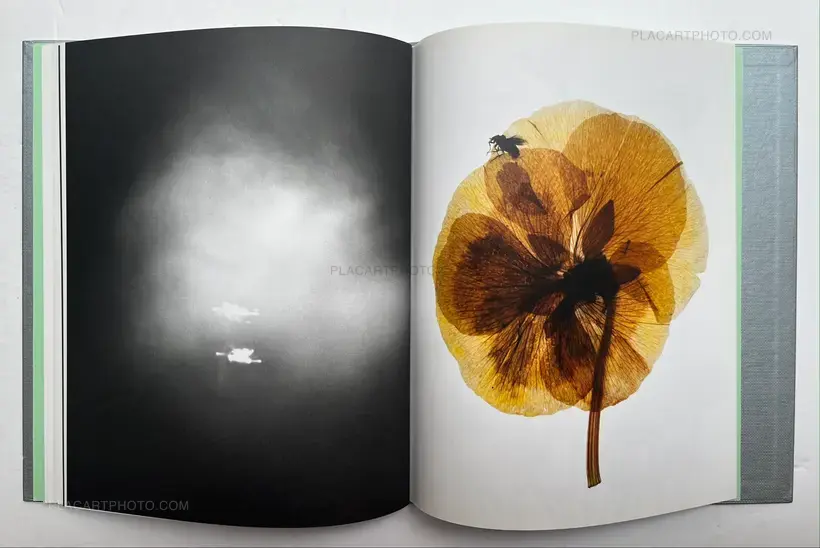 My Shadow's Reflection