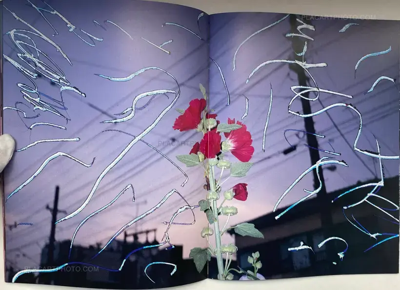 Waisetsu Shashin (Obscenities)