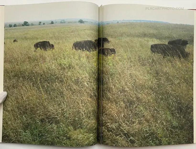 My Grandma Was A Turtle