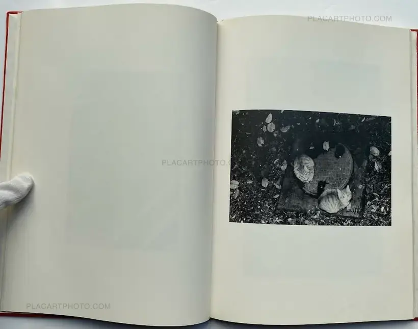 Where cats were / Neko no ita basho