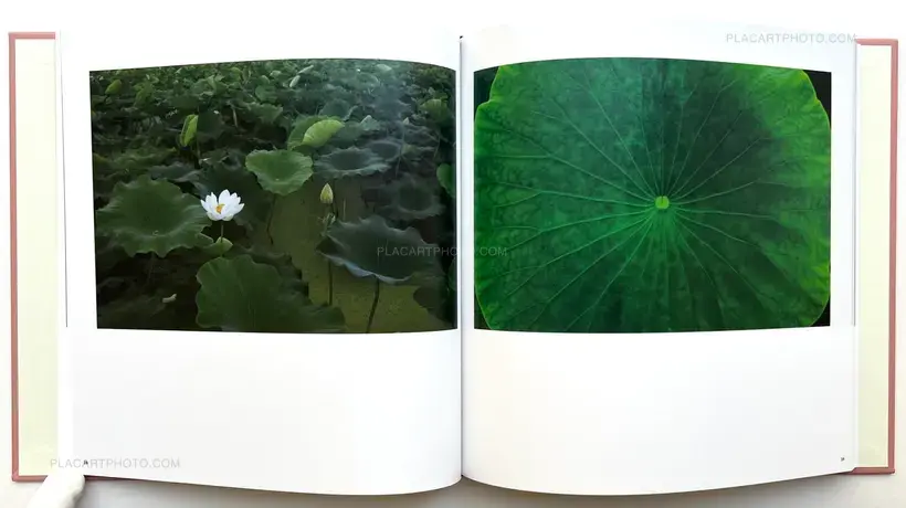 Sakura River (Special edition SE#1)