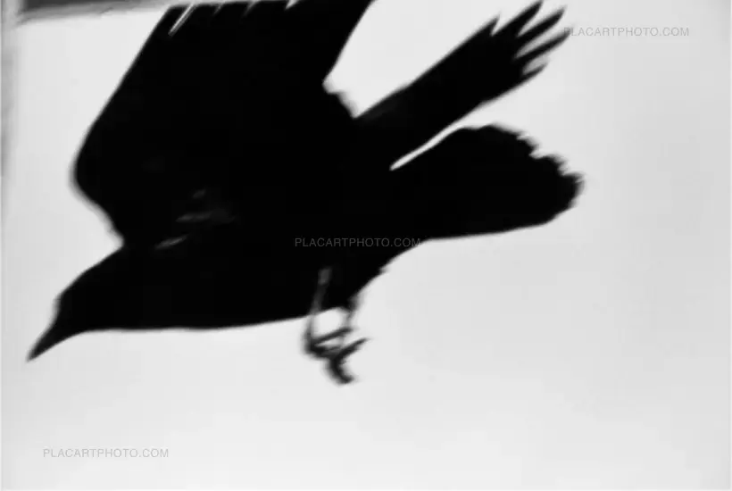 SPECIAL OFFER : YOKO + HOMO LUDENS (PRE-ORDER)