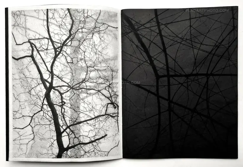 Conversations with trees (EDT OF 6)