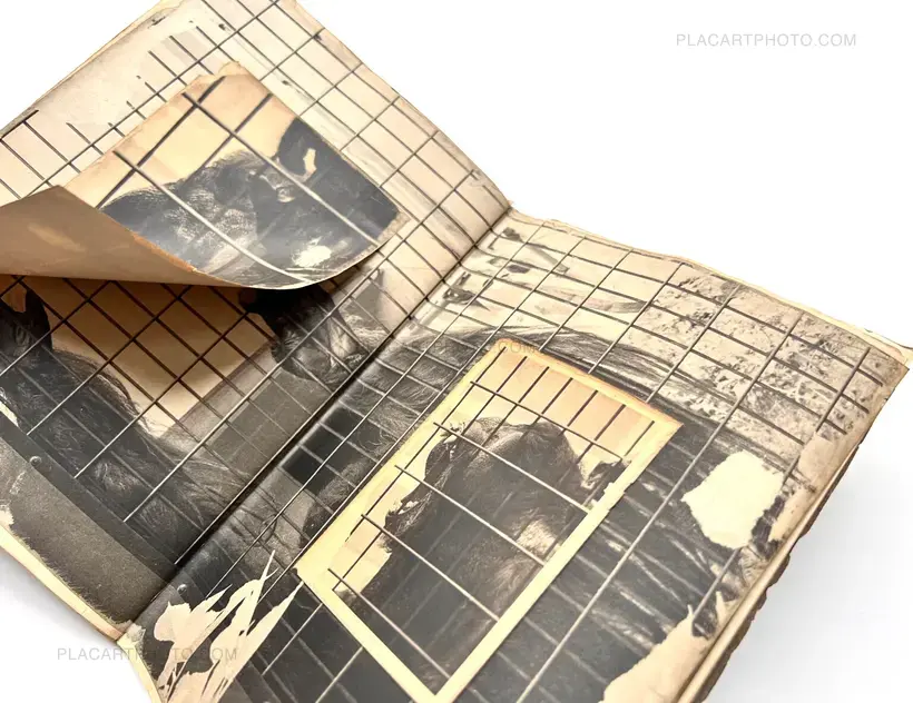 Kaiyu (EDT OF 10) LAST ONE !