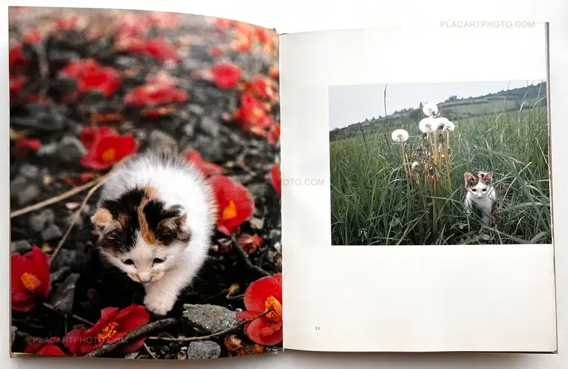 Neko no mugiwara boshi / The Strawhat Cat (Signed)