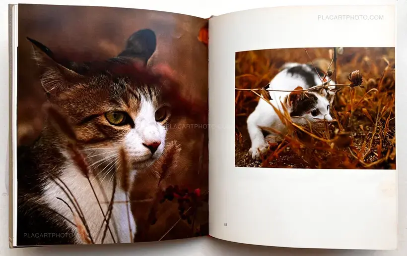 Neko no mugiwara boshi / The Strawhat Cat (Signed)