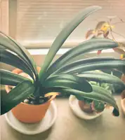 Ikiteiru / Alive (First edition)