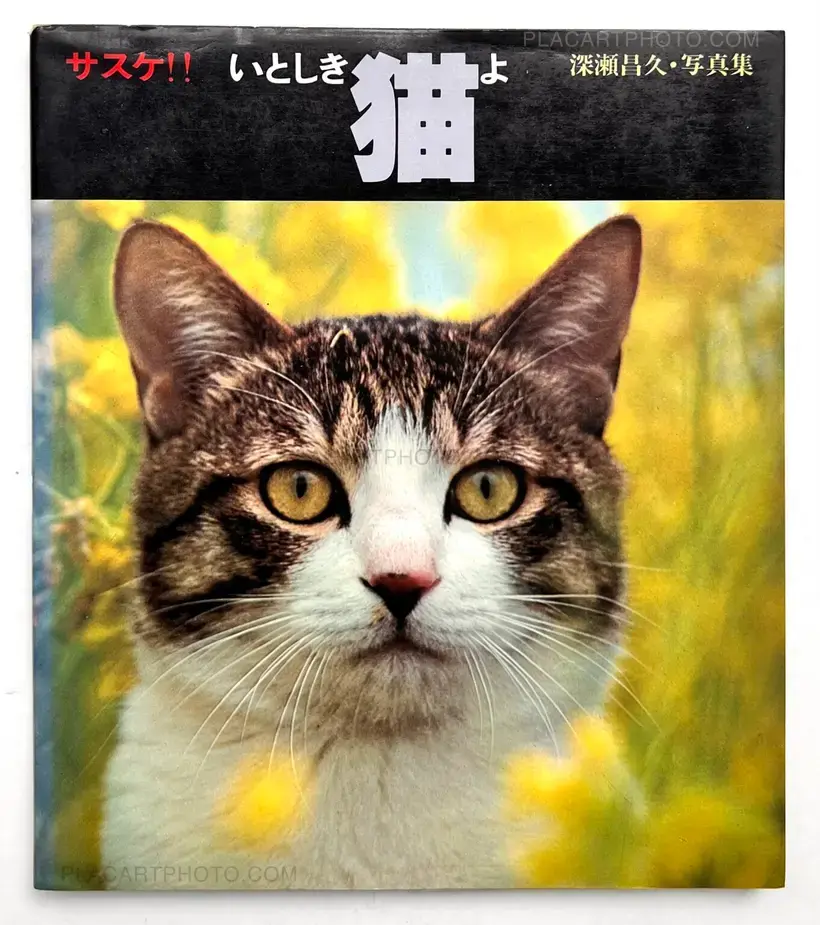 Sasuke !! Itoshiki neko yo / Sasuke !! My dear cat