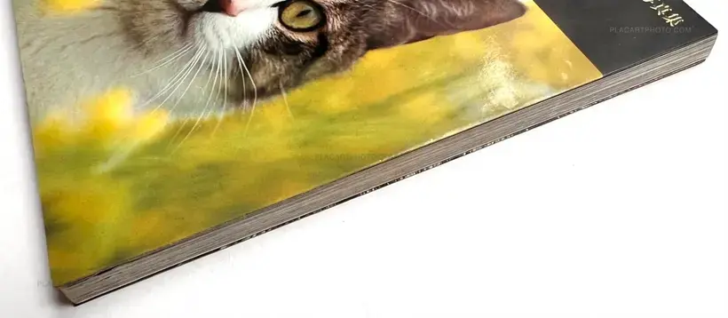 Sasuke !! Itoshiki neko yo / Sasuke !! My dear cat