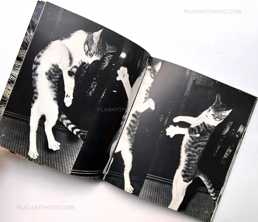 Sasuke !! Itoshiki neko yo / Sasuke !! My dear cat