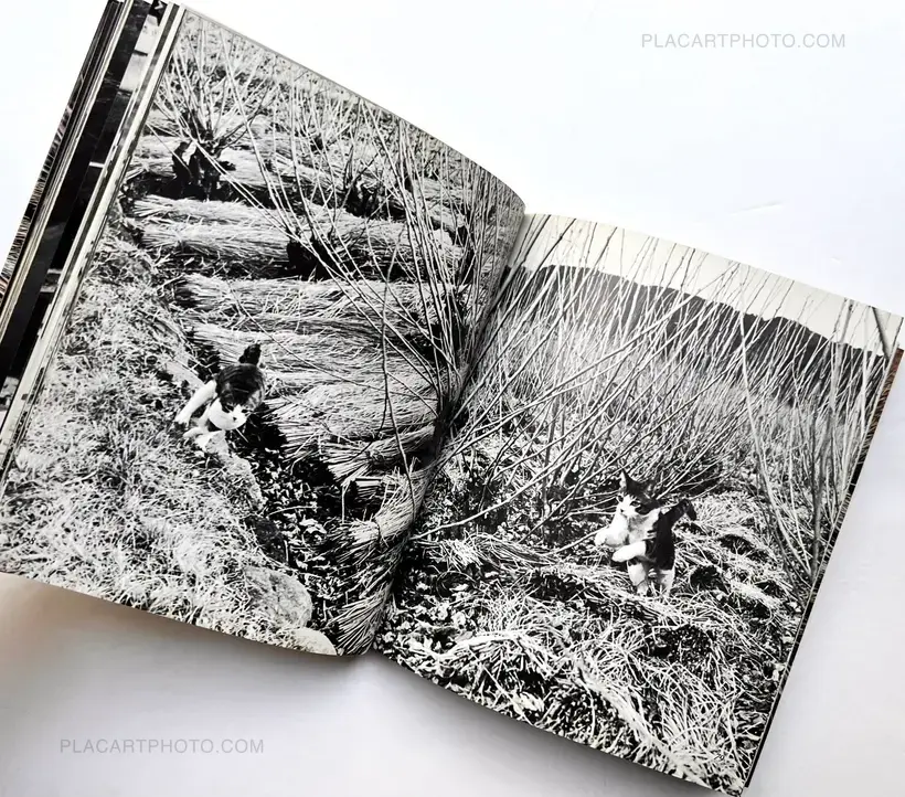 Sasuke !! Itoshiki neko yo / Sasuke !! My dear cat