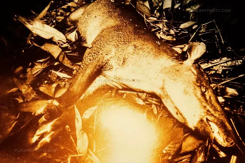 ‘Genocídio do Yanomami’